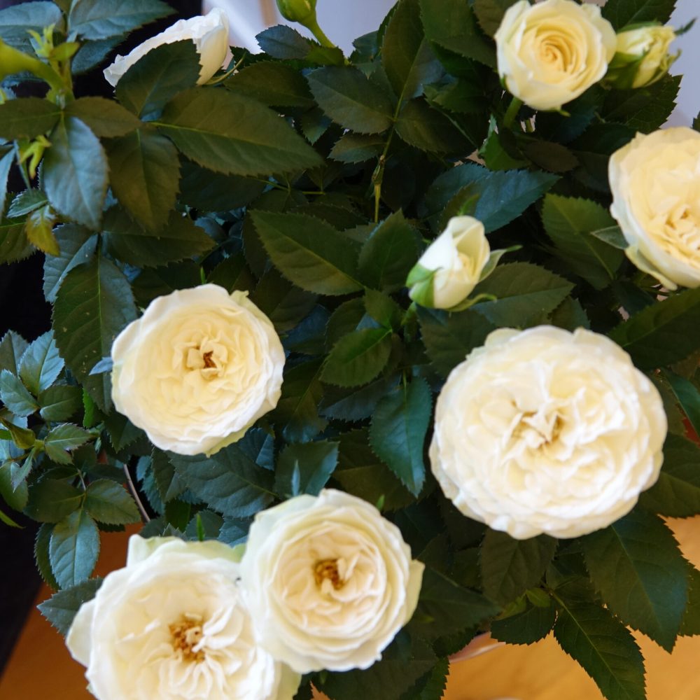 Haus-zur-Rose_Ferienwohnung_029